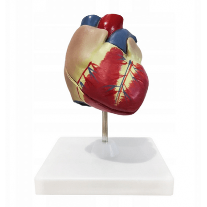 Model ludzkiego serca naturalnej wielkości