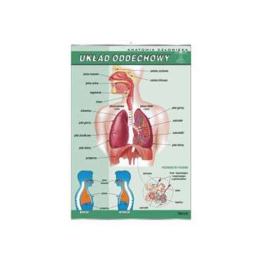 Plansza dydaktyczna - układ oddechowy