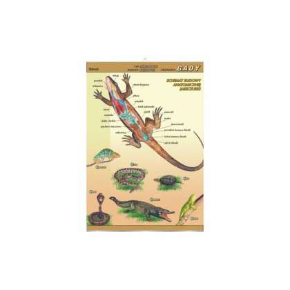 Plansza dydaktyczna - gady - budowa anatomiczna Plansza dydaktyczna - gady - budowa anatomiczna