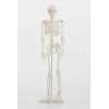 Szkielet człowieka na statywie skala 1:2 85cm