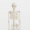 Szkielet człowieka na statywie skala 1:2 85cm