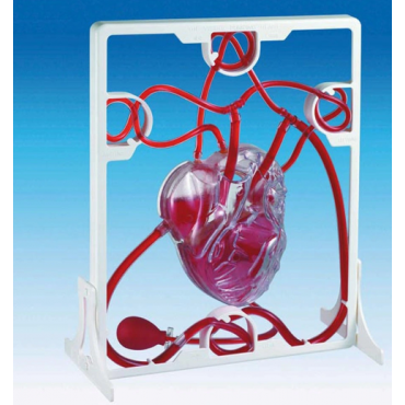 Model serca z pompką