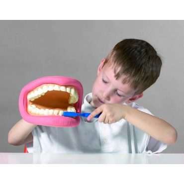 Higiena jamy ustnej - duży model do nauki