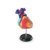 Anatomiczny model serca