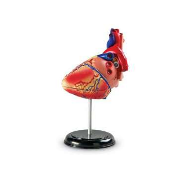 Anatomical model of the heart
