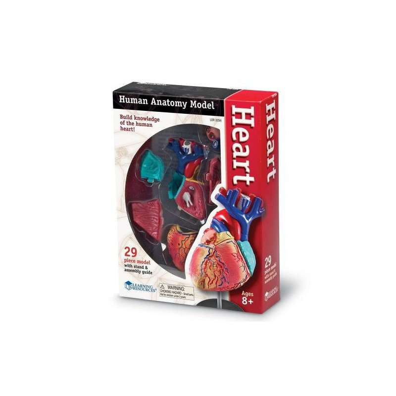 Anatomiczny model serca