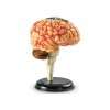 Anatomiczny model mózgu człowieka