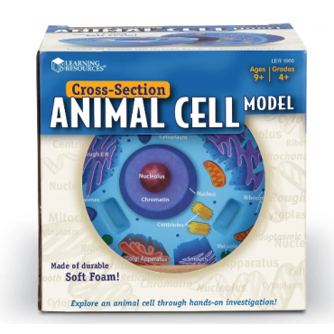 Komórka zwierzęca - model przekrojowy z pianki