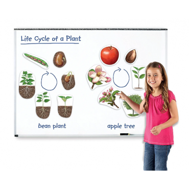 Magnetyczny cykl rozwojowy roślin
